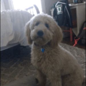 Meet your Posher, Dana